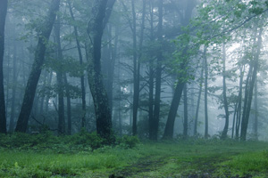 foggy forest